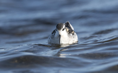 Red-necked phalarope (Phalaropus lobatus)