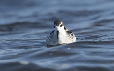 Red-necked phalarope (Phalaropus lobatus)