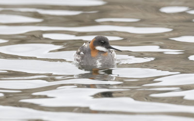 Red-necked phalarope (Phalaropus lobatus)