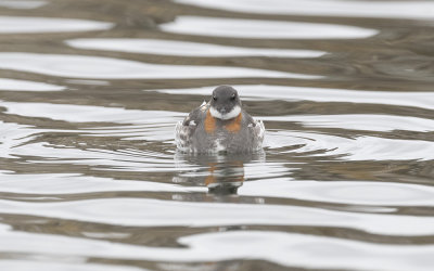 Red-necked phalarope (Phalaropus lobatus)