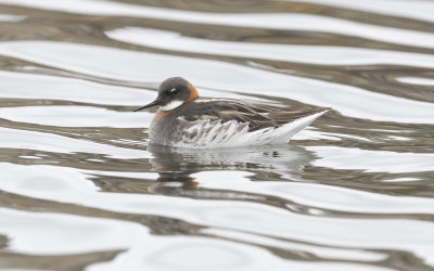 Red-necked phalarope (Phalaropus lobatus)