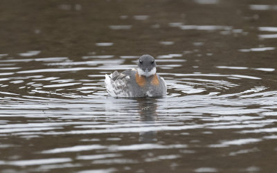 Red-necked phalarope (Phalaropus lobatus)