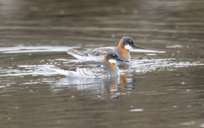 Red-necked phalarope (Phalaropus lobatus)