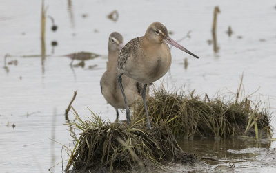 Black-tailed godwit (Limosa limosa islandica)