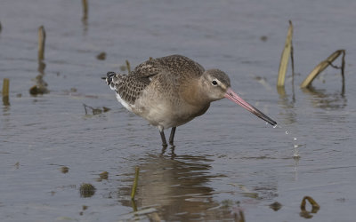 Black-tailed godwit (Limosa limosa islandica)