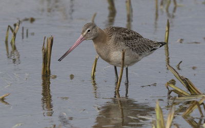Black-tailed godwit (Limosa limosa islandica)