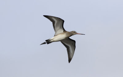 Black-tailed godwit