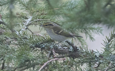 Pallas's leaf warbler (Phylloscopus proregulus)