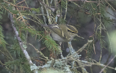 Pallas's leaf warbler (Phylloscopus proregulus)