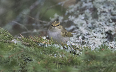 Pallas's leaf warbler (Phylloscopus proregulus)