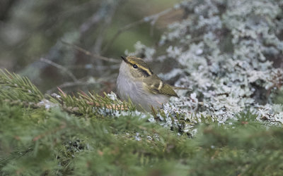 Pallas's leaf warbler (Phylloscopus proregulus)