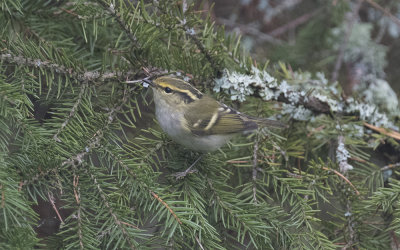 Pallas's leaf warbler (Phylloscopus proregulus)