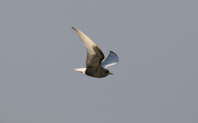 White-winged black tern (Chlidonias leucopterus)