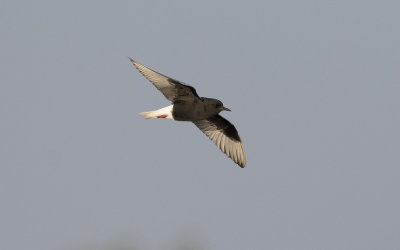 White-winged black tern (Chlidonias leucopterus)
