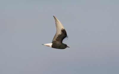 White-winged black tern (Chlidonias leucopterus)