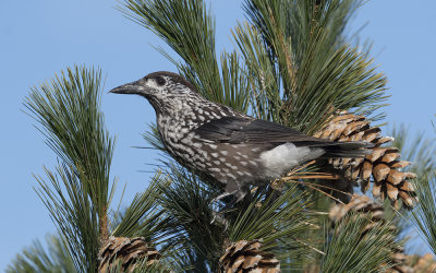 Spotted nutcracker (Nucifraga caryocatactes macrorhynchos)
