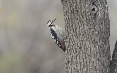 Syrian woodpecker (Dendrocopos syriacus)