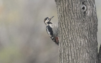 Syrian woodpecker (Dendrocopos syriacus)