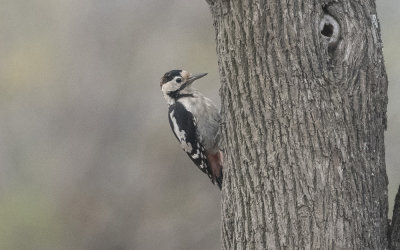 Syrian woodpecker (Dendrocopos syriacus)