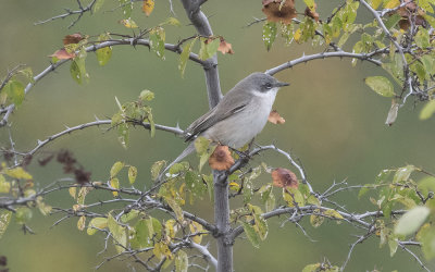Lesser whitethroat (Sylvia curruca)