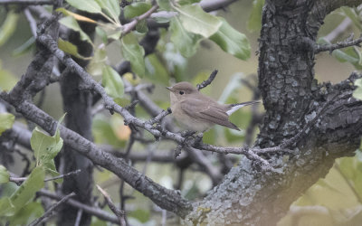 Red-breasted flycatcher (Ficedula parva)