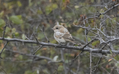Woodchat shrike (Lanius senator)