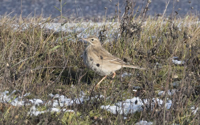 Richard's pipit (Anthus richardi)