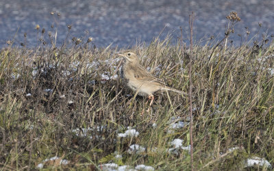 Richard's pipit (Anthus richardi)