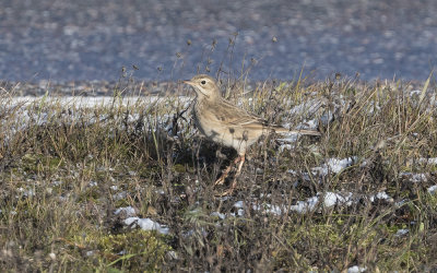 Richard's pipit (Anthus richardi)
