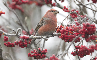 Pine grosbeak (Pinicola enucleator)