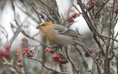 Pine grosbeak (Pinicola enucleator)