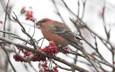 Pine grosbeak (Pinicola enucleator)