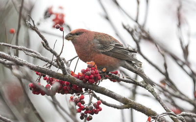 Pine grosbeak (Pinicola enucleator)