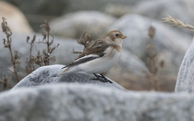 Snow bunting (Plectrophenax nivalis)
