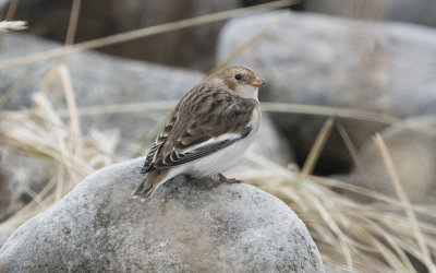 Snow bunting (Plectrophenax nivalis)