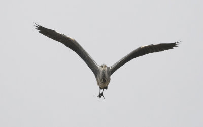 Grey heron (Ardea cinerea)