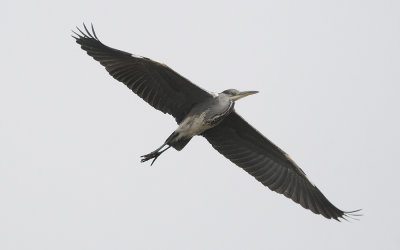 Grey heron (Ardea cinerea)
