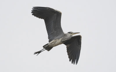 Grey heron