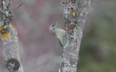 Grey-headed woodpecker (Picus canus)