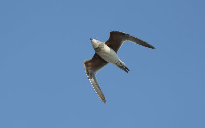 Collared pratincole (Glareola pratincola)
