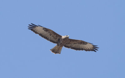 Common buzzard (Buteo buteo)