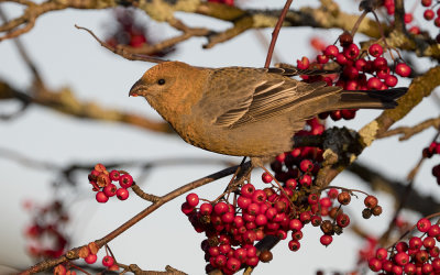Pine grosbeak (Pinicola enucleator)