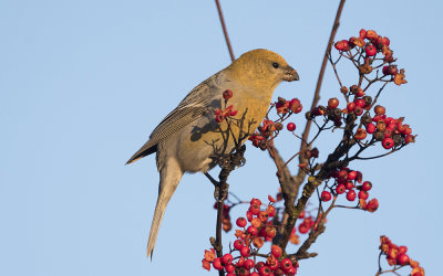 Pine grosbeak (Pinicola enucleator)