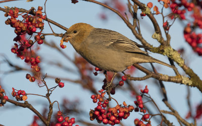 Pine grosbeak (Pinicola enucleator)