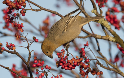 Pine grosbeak (Pinicola enucleator)