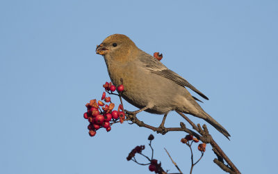 Pine grosbeak (Pinicola enucleator)