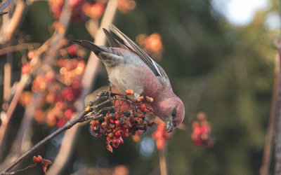 Pine grosbeak (Pinicola enucleator)