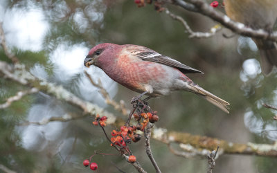 Pine grosbeak (Pinicola enucleator)