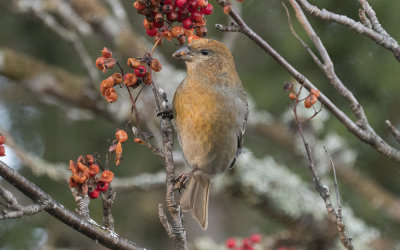 Pine grosbeak (Pinicola enucleator)