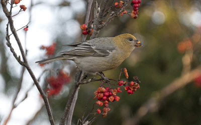 Pine grosbeak (Pinicola enucleator)